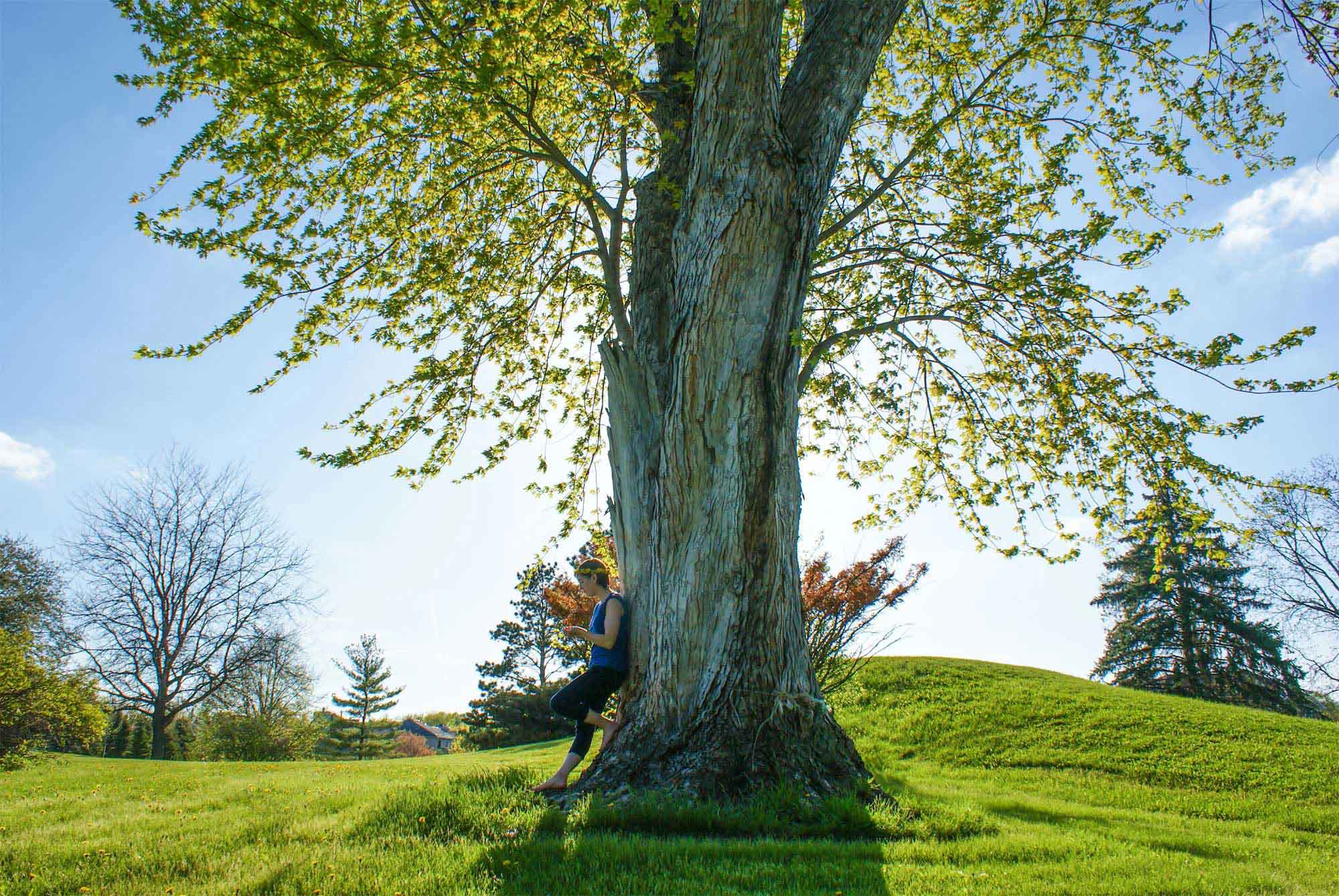 Environmental trees and landscape